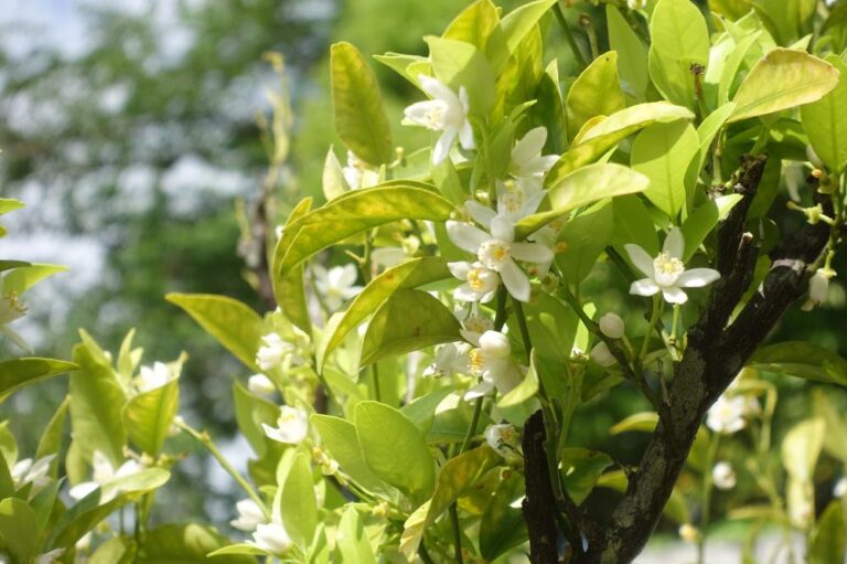 橘の花